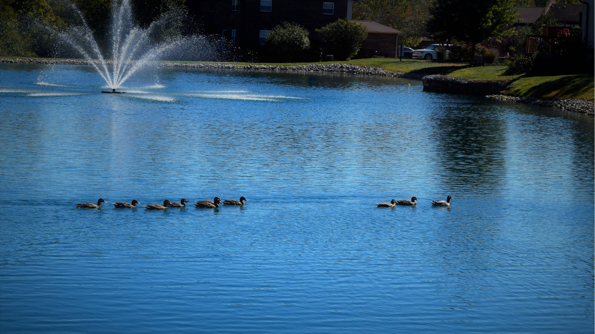 HHOA Pond with Ducks